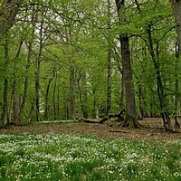 Waldspaziergang am Tag der Artenvielfalt