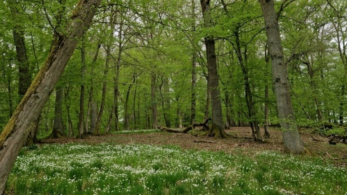 Waldspaziergang am Tag der Artenvielfalt