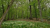 Waldspaziergang am Tag der Artenvielfalt
