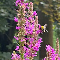 Im Wald predigen die Bäume